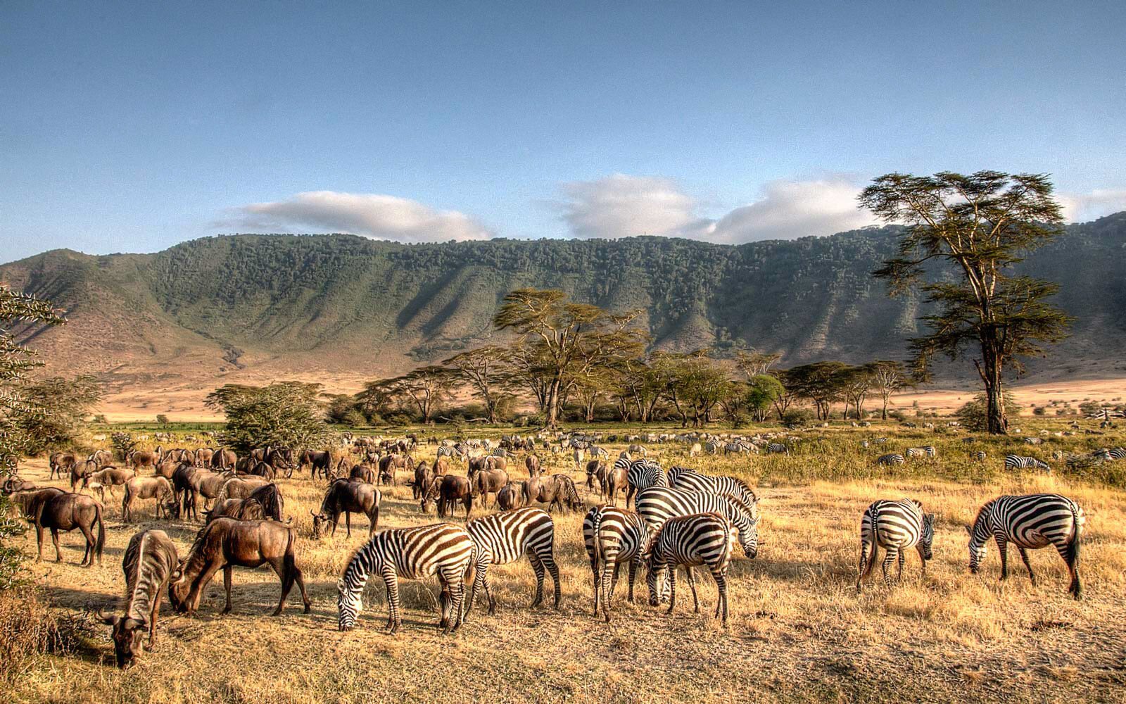 Ngorongoro Crater teems with life.