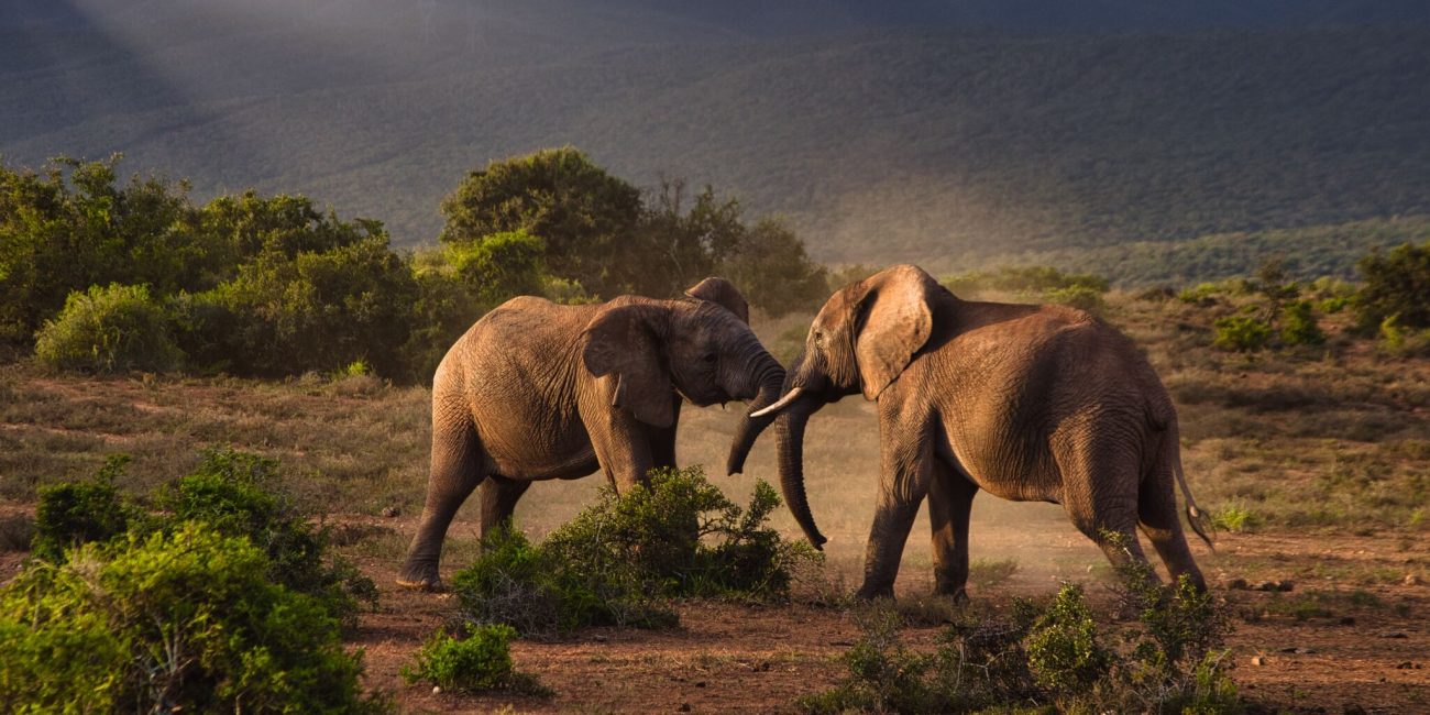 elephants-Tarangire-National-Park.jep_-1300x650